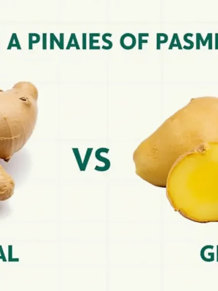 galangal Spices